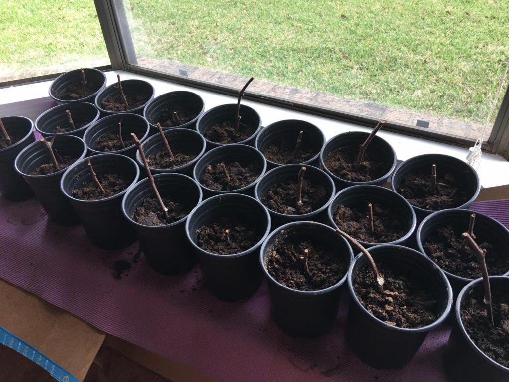 Propagating Grapes in the Window