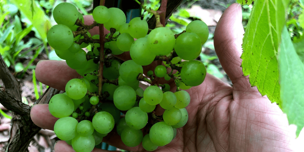The Grapes are getting big