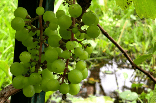 Grape Vine