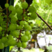 Grape Vine