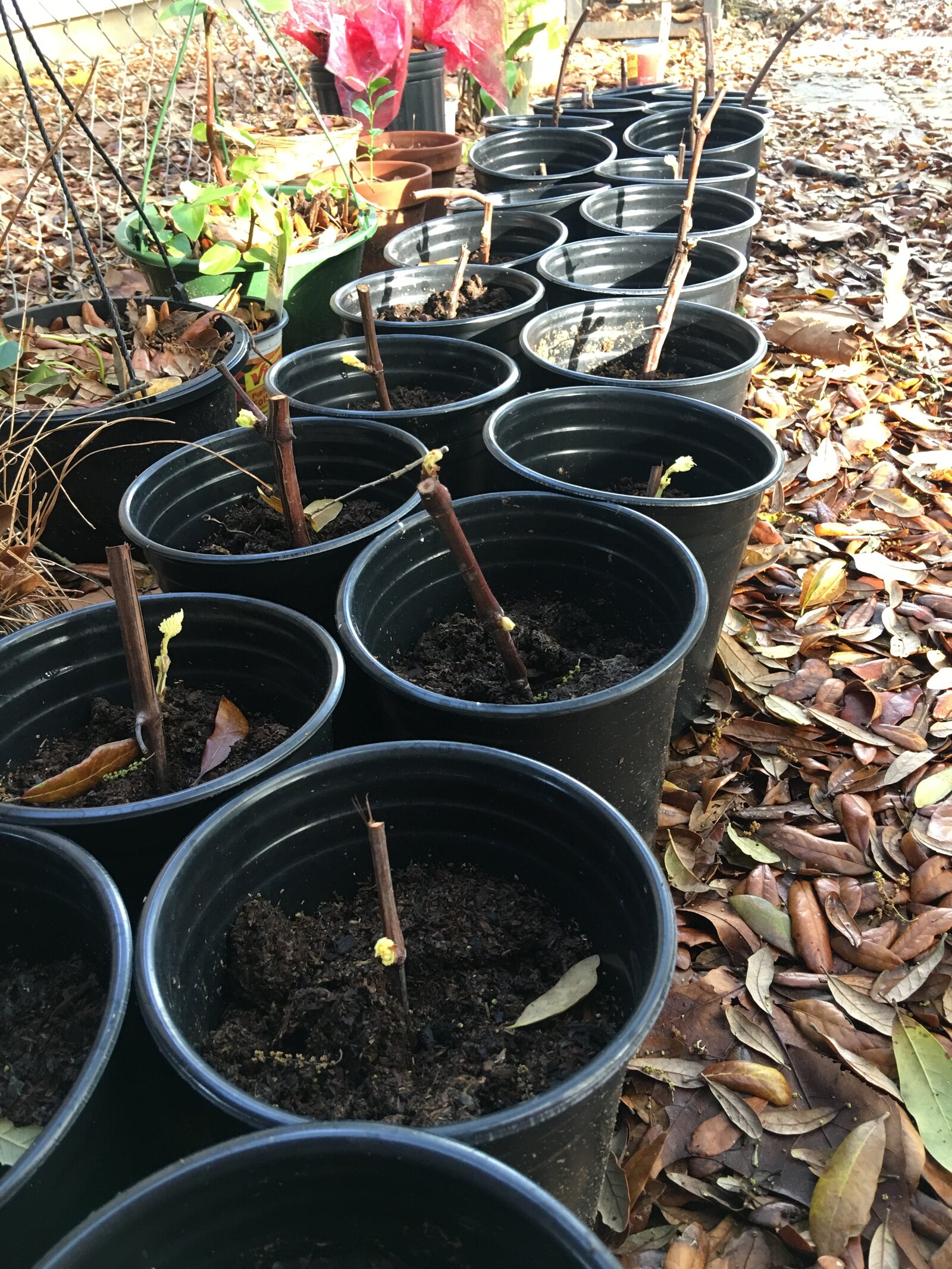 Propagating Grapes Getting them Started