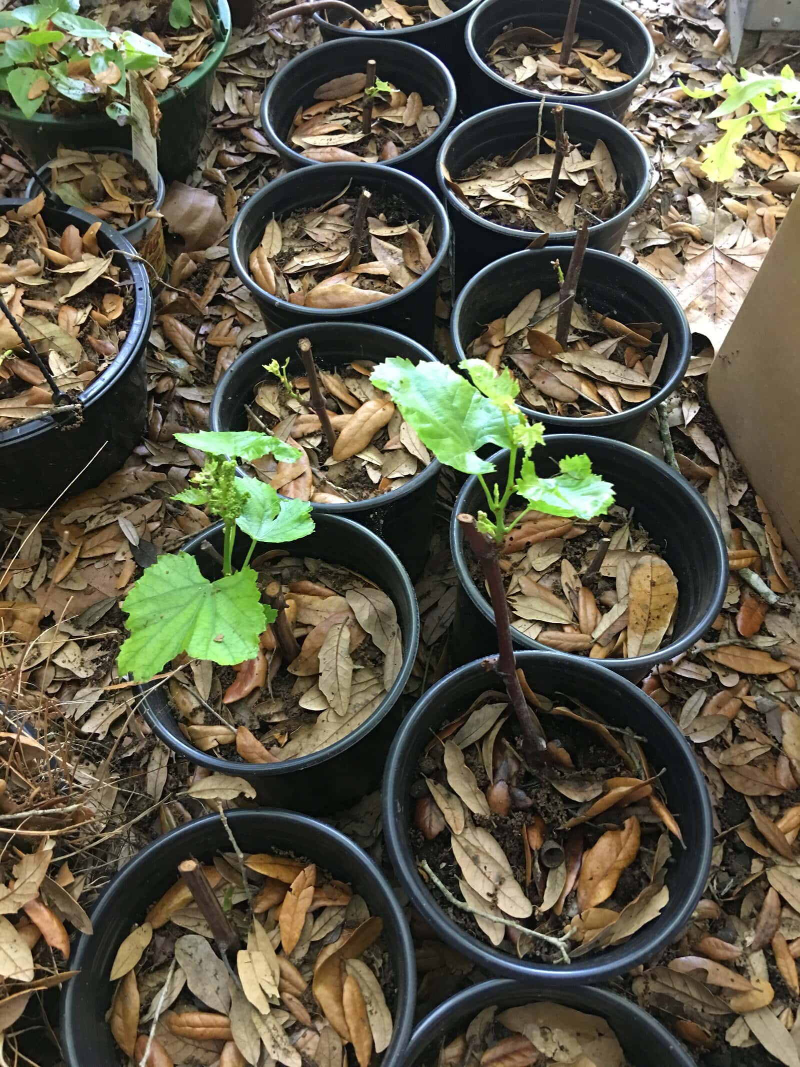 Propagating Grapes