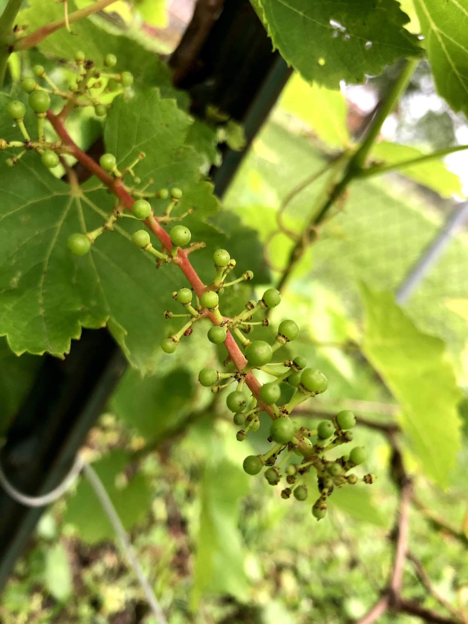 Grape Buds