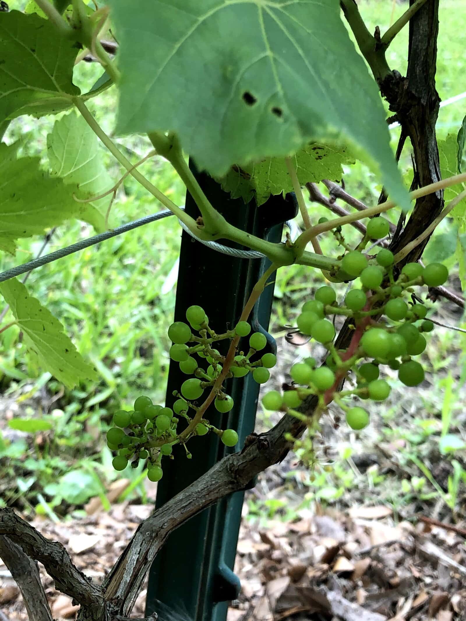 We have Grapes