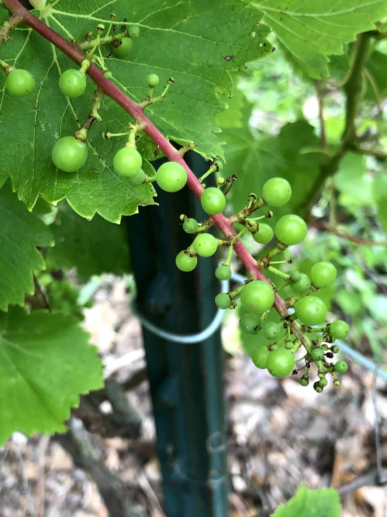 Begging to Grow Grapes on the Vine