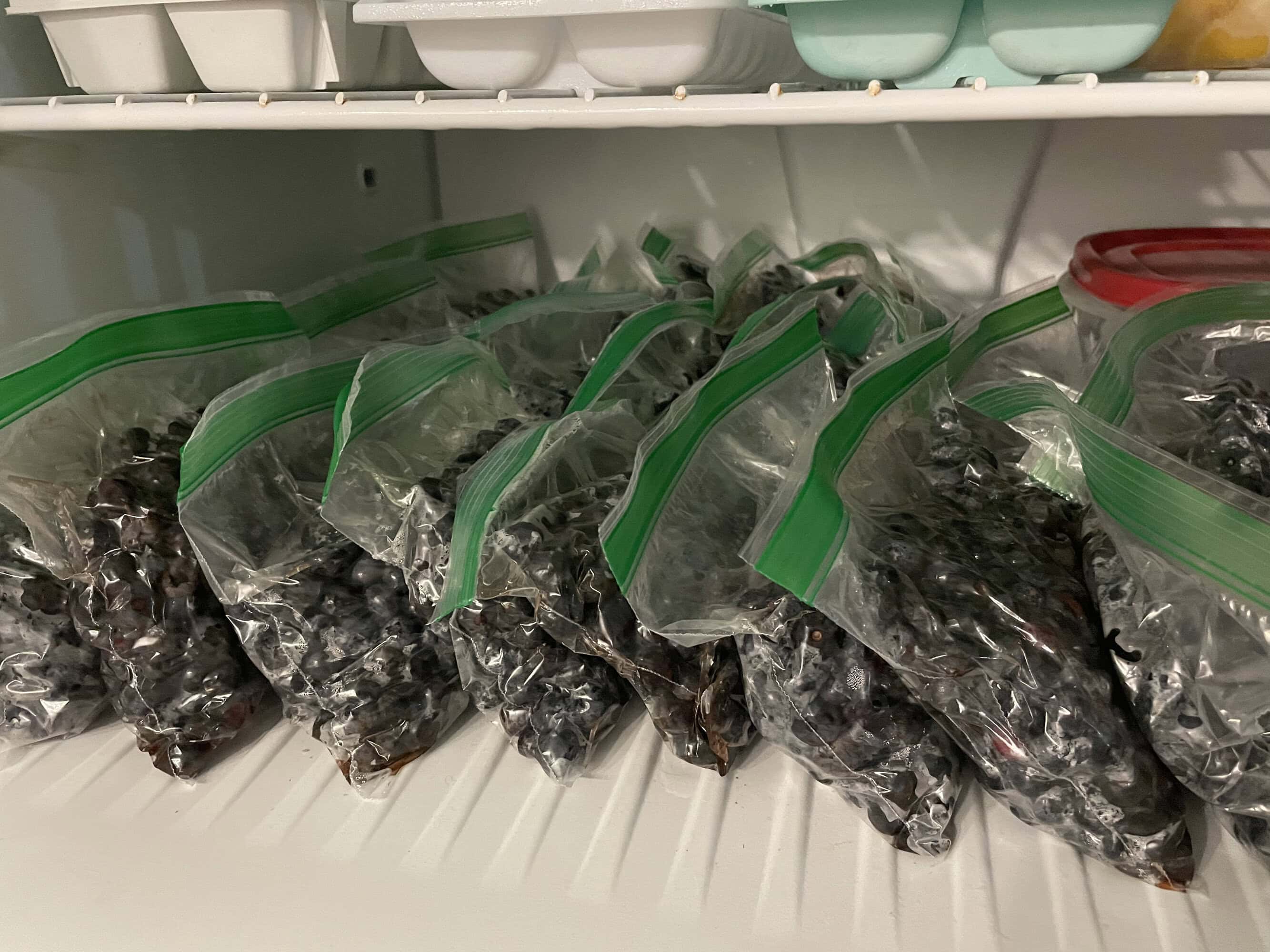 blueberry picking