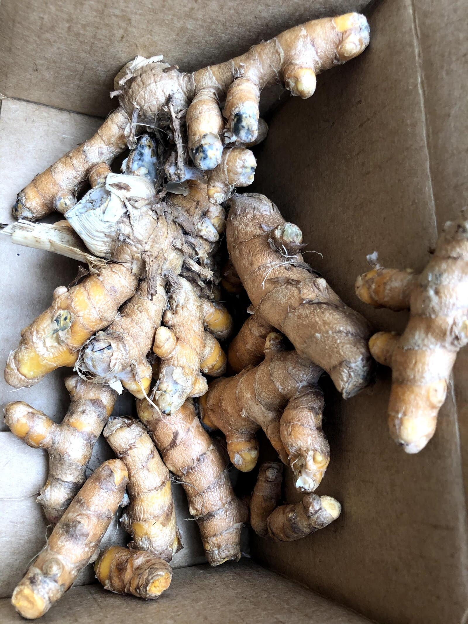 Plant Turmeric
