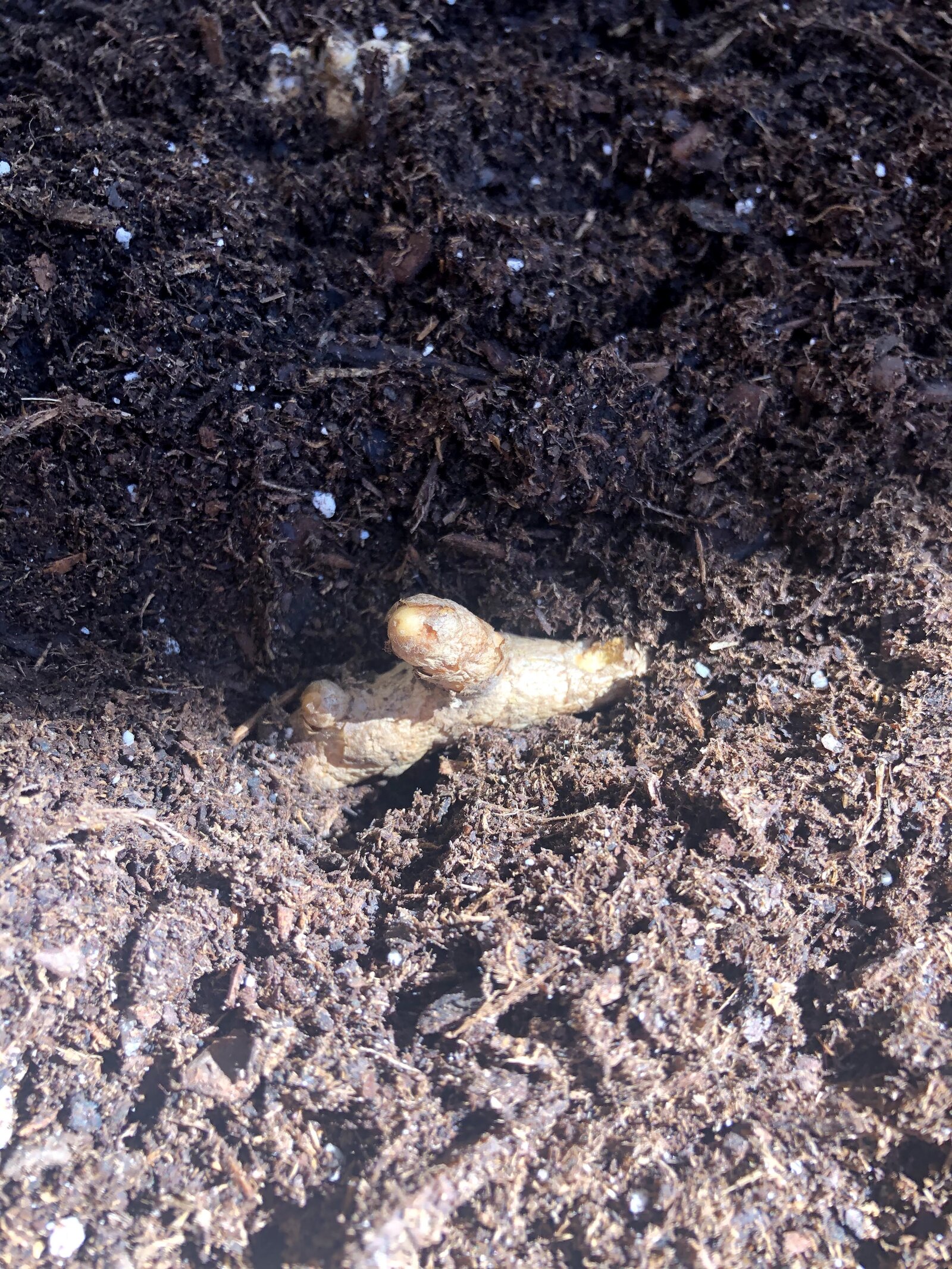 Turmeric