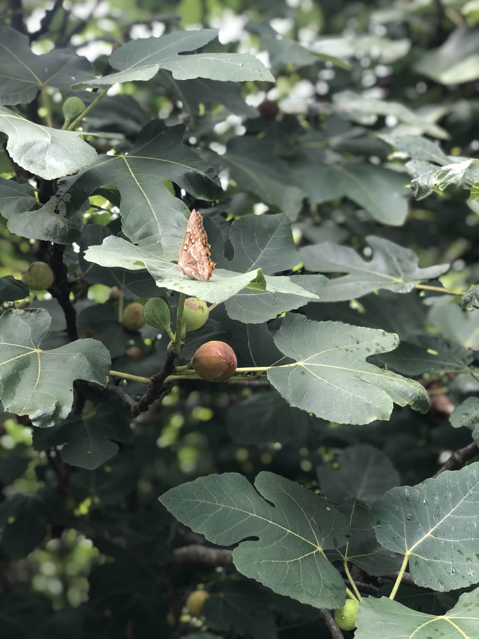 Fig Leaves and Butterflies
