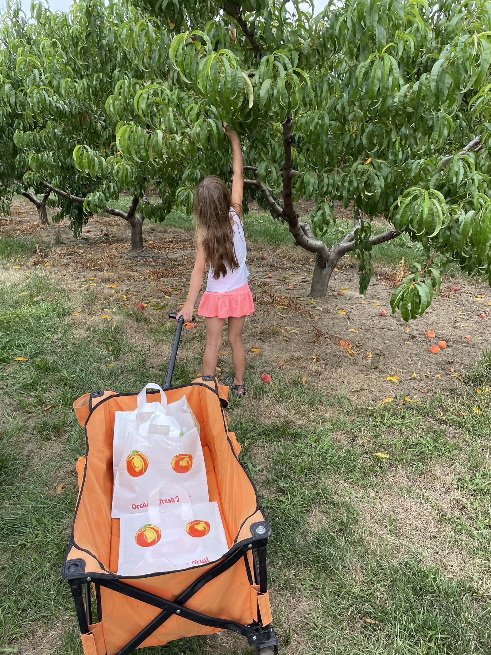 peach picking, peach salsa