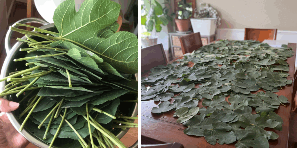 Fresh picked fig leaves on table dehydrating for fig leaf tea