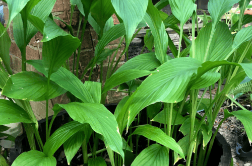 turmeric