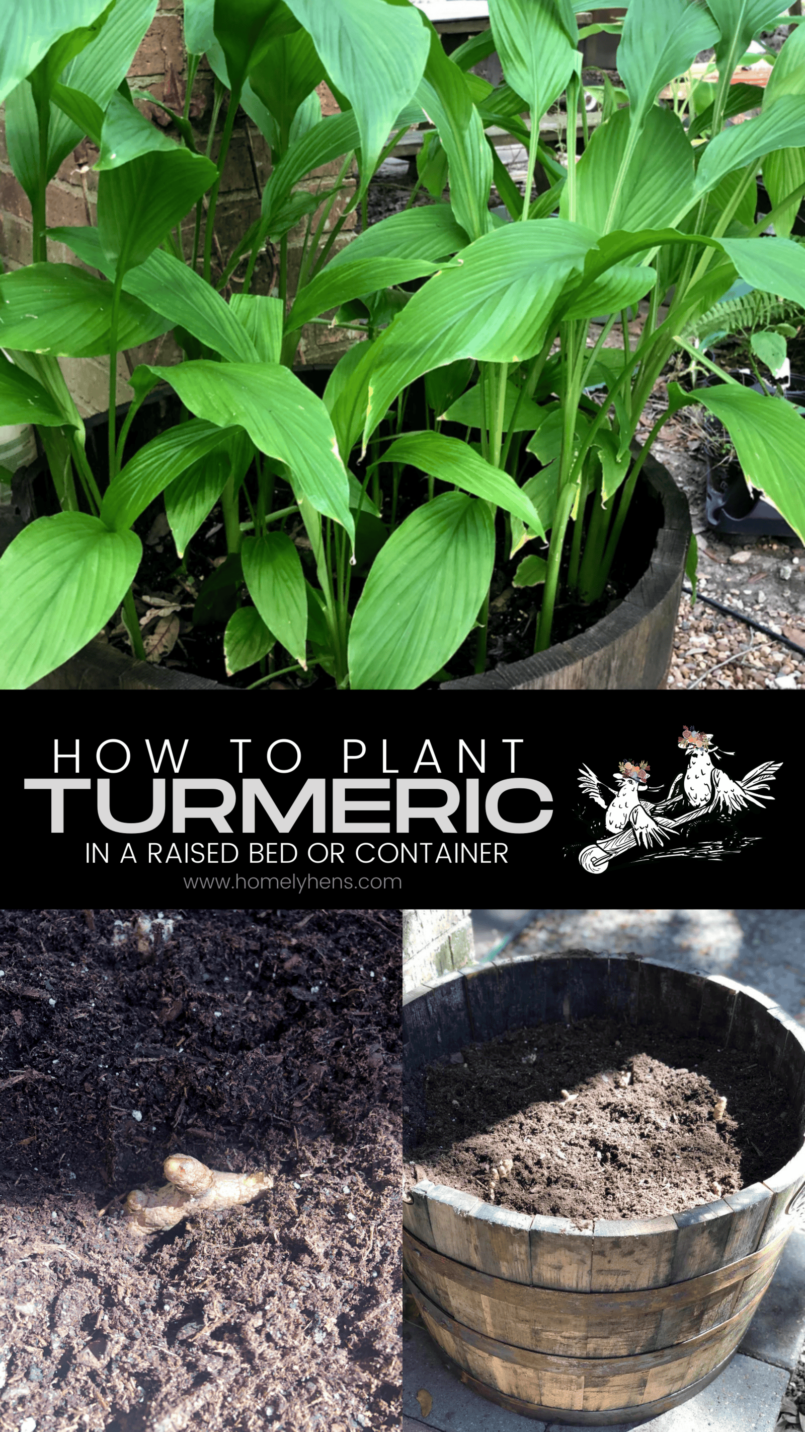Turmeric Pinterest