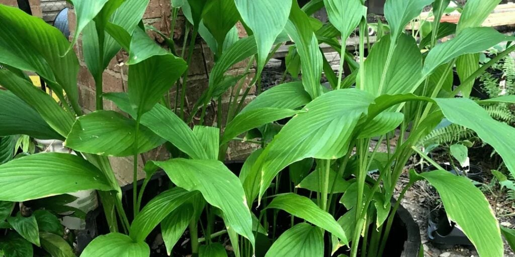turmeric leaves popping up from a garden bed