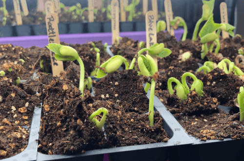 Seed Starting Mix