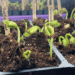 Seed Starting Mix