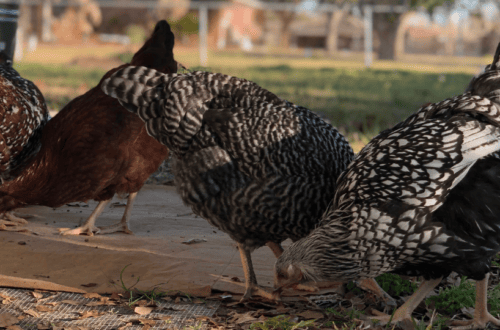 Chicken Feeder Header