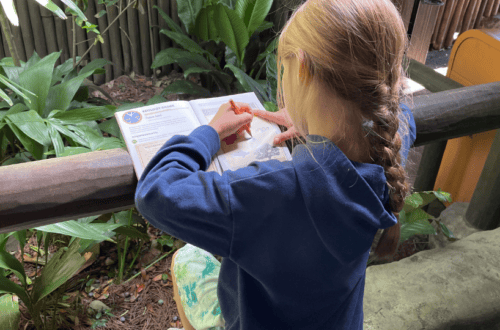 education at disney