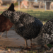 Chicken Feeder Header