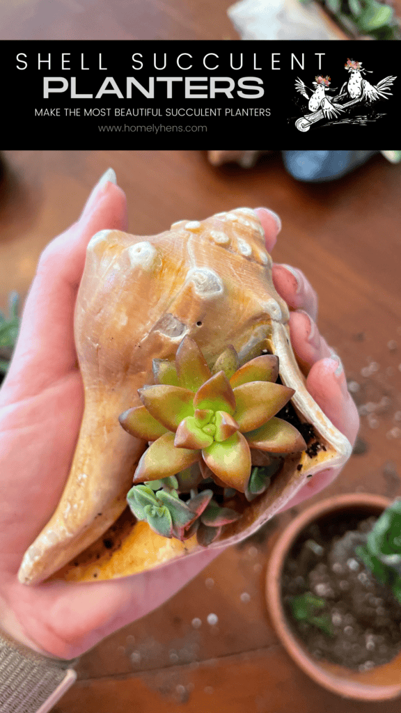 shell succulent planters