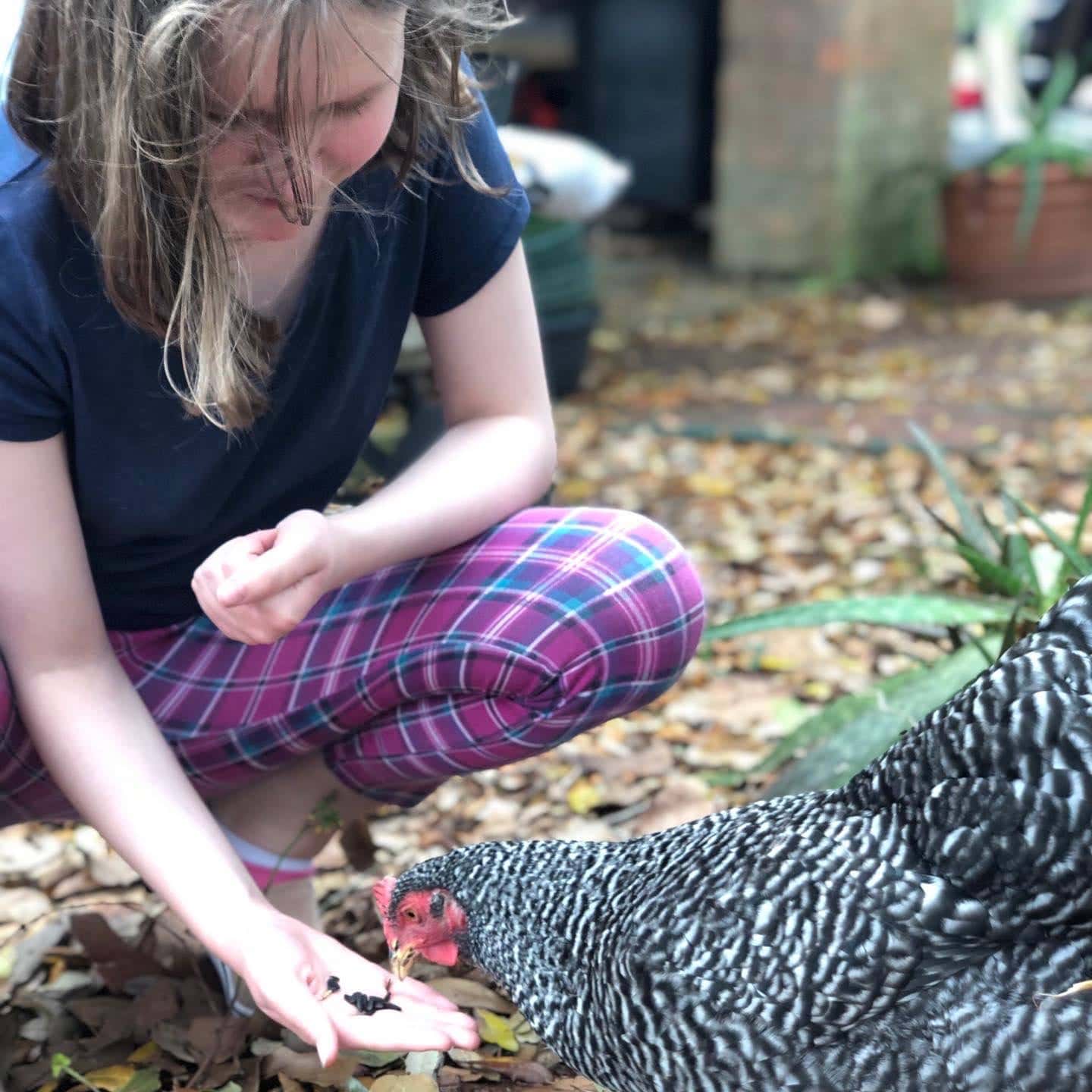 friendly chickens