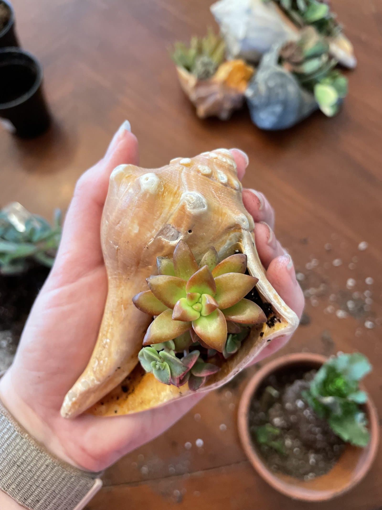 succulent planters