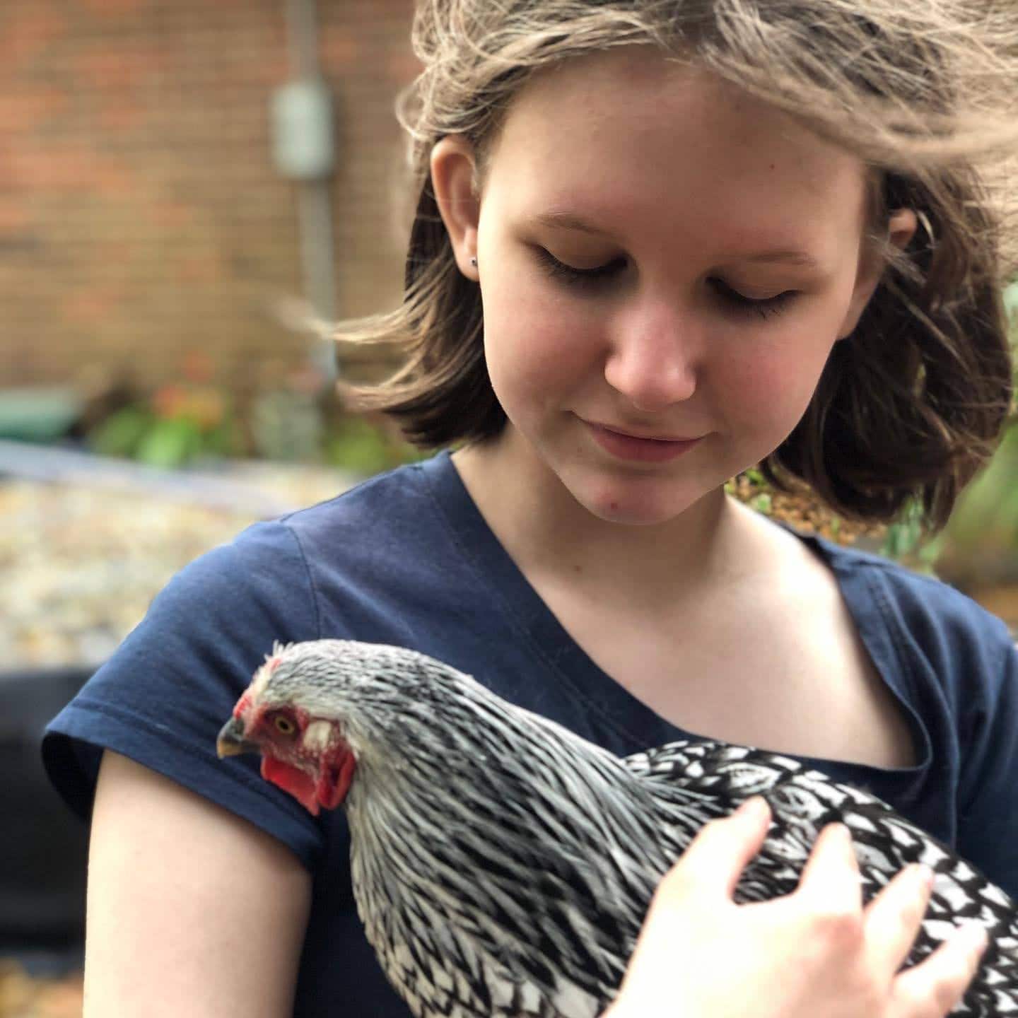 friendly chickens