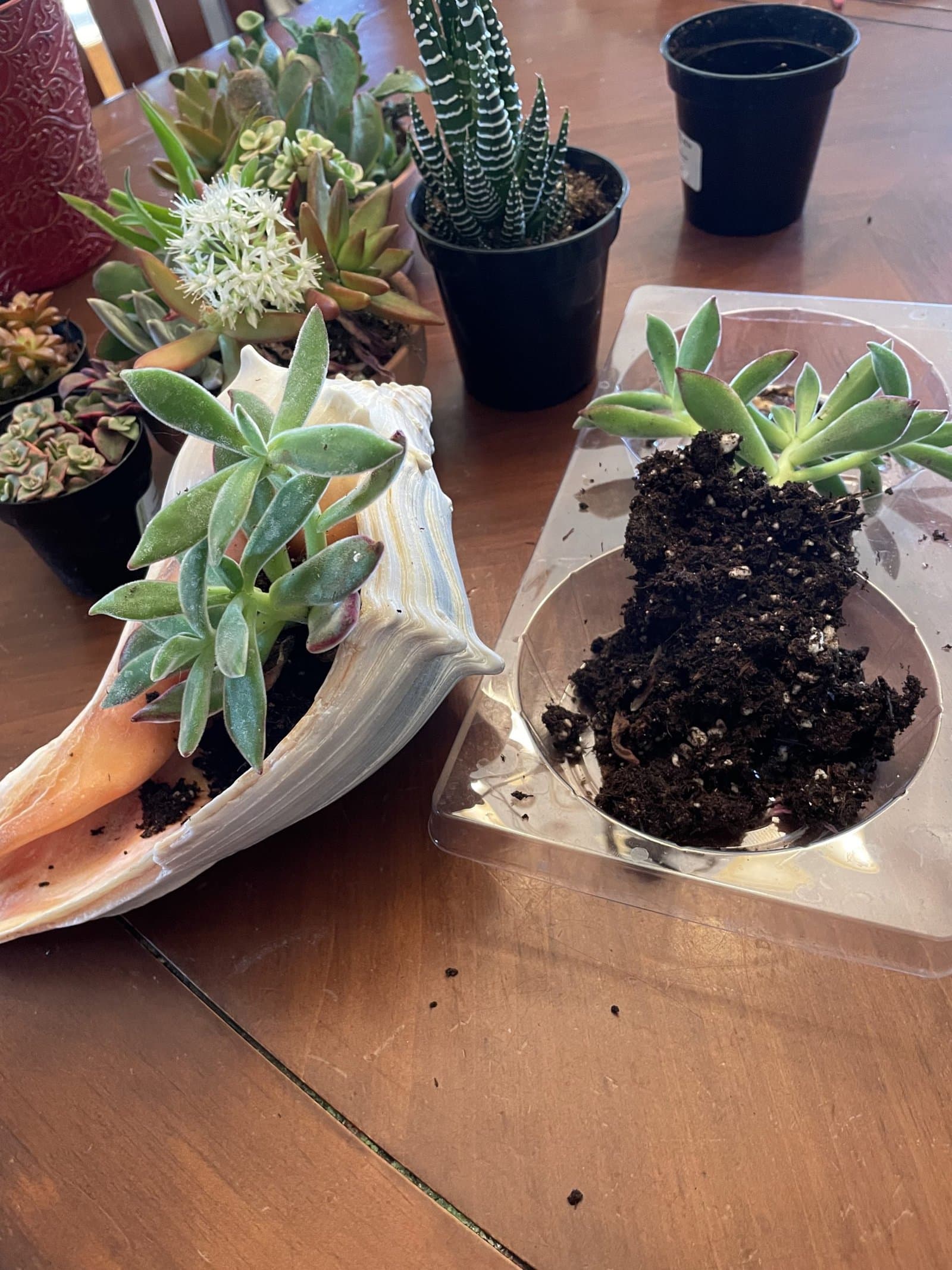 shell succulent planter