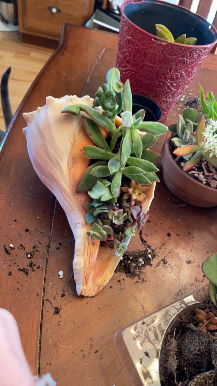 shell succulent planter