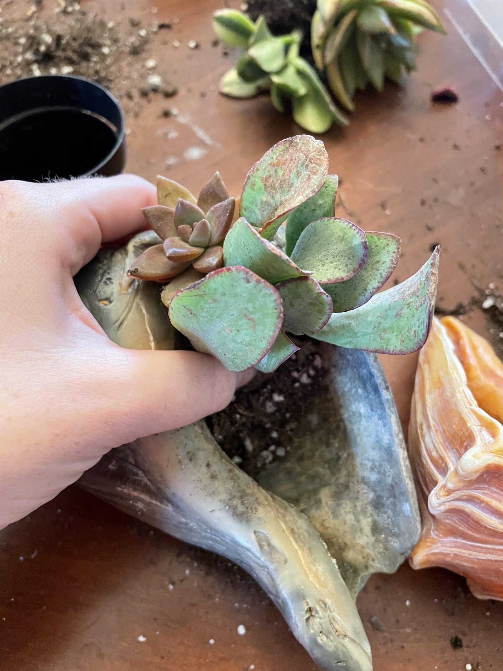 shell succulent planter