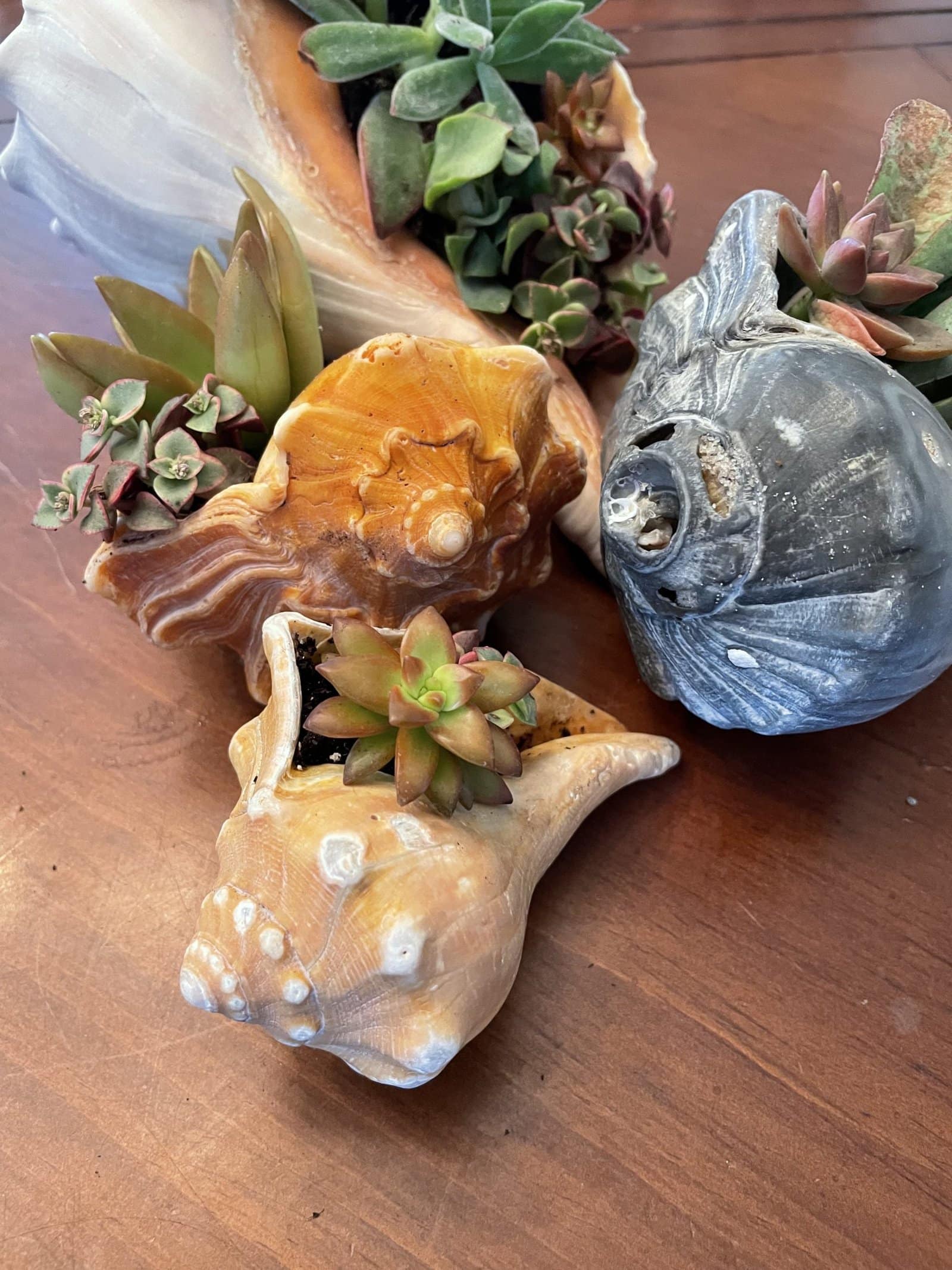 succulent planters
