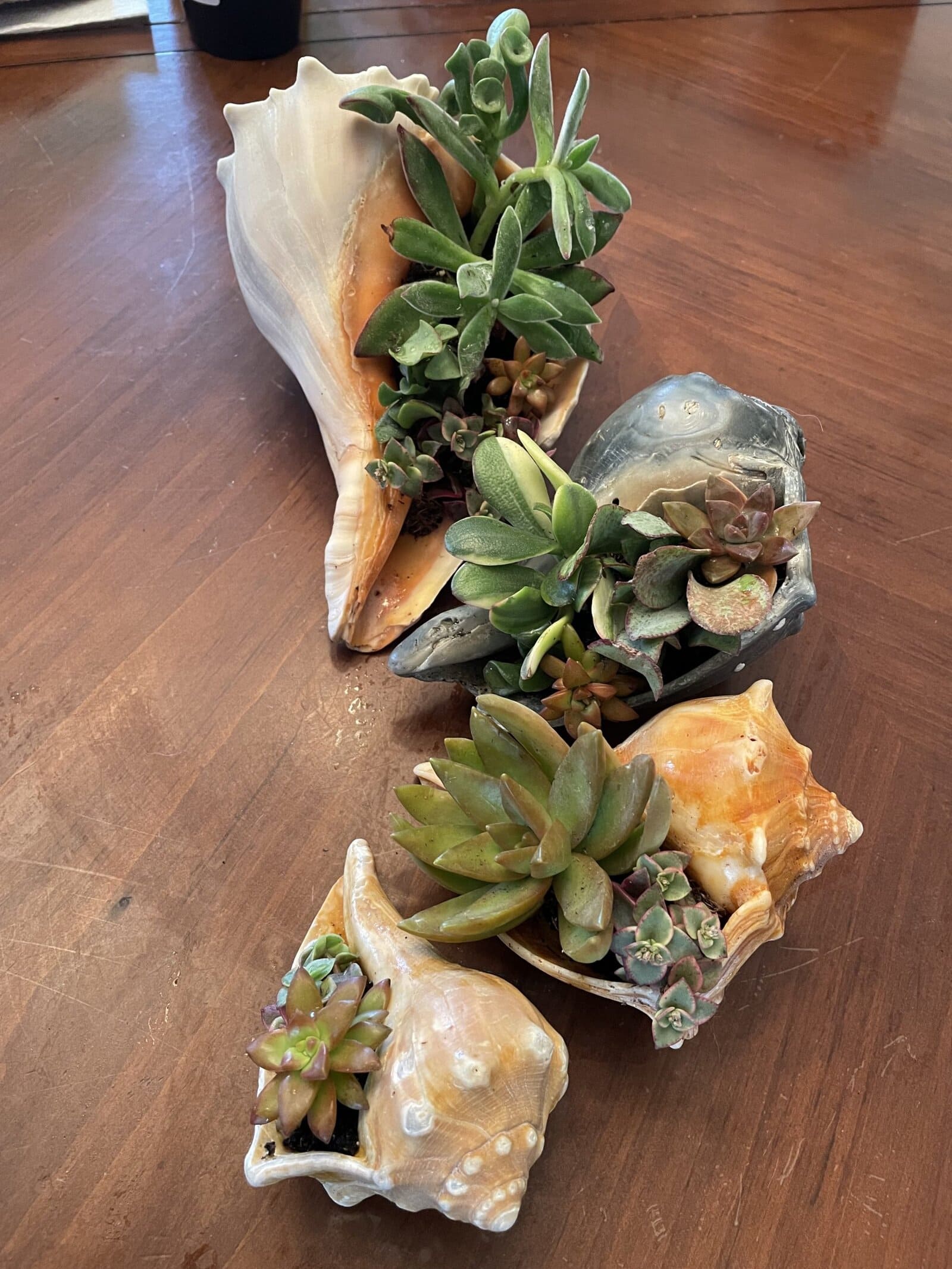 succulent planters