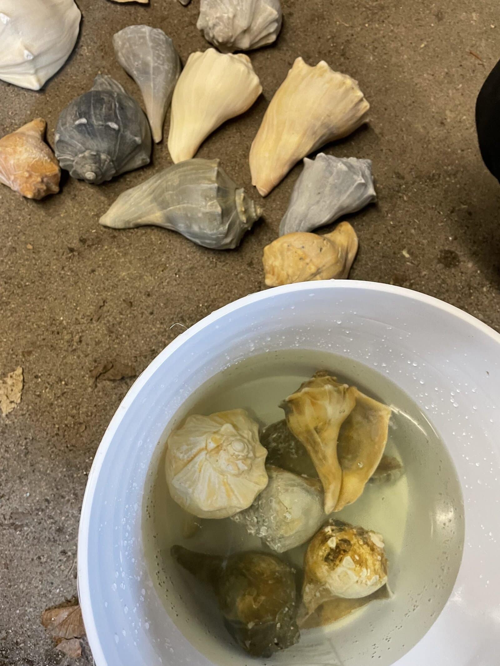 whelk shells