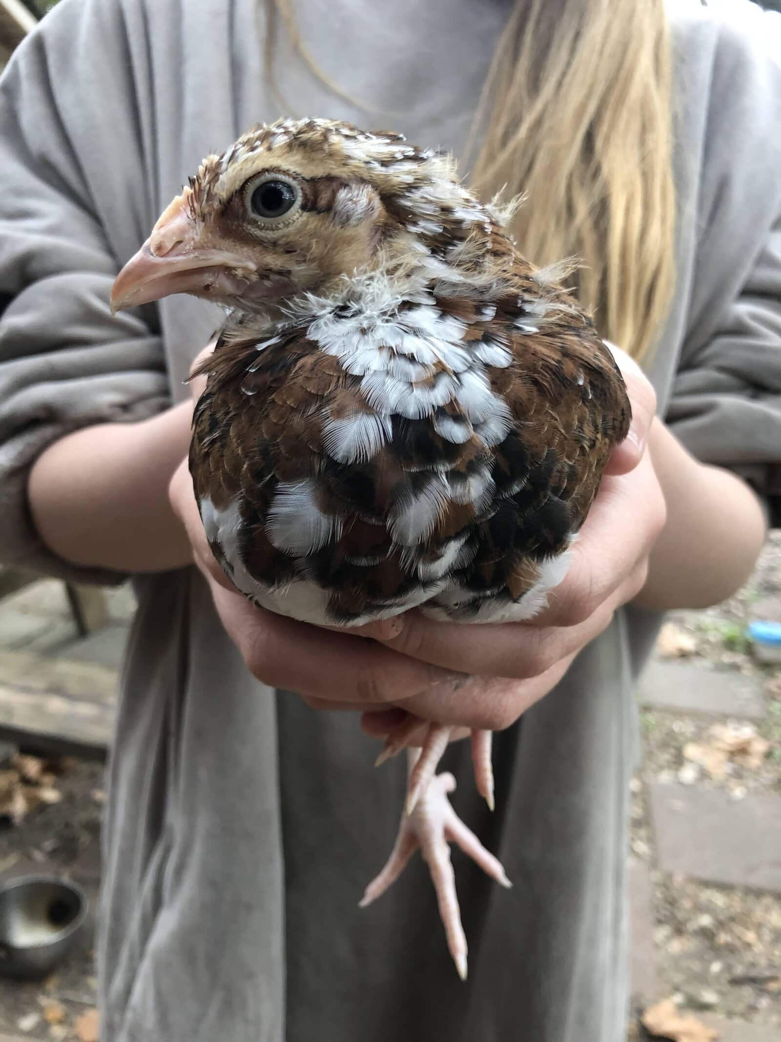 Friendly Chickens