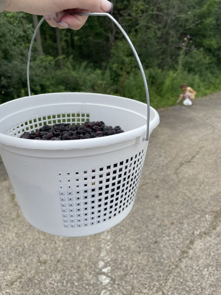 black raspberry, black raspberries