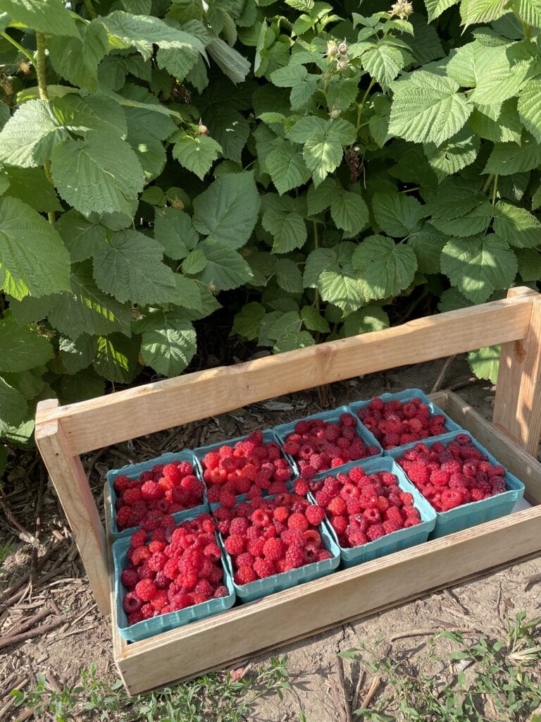 raspberries, raspberry picking