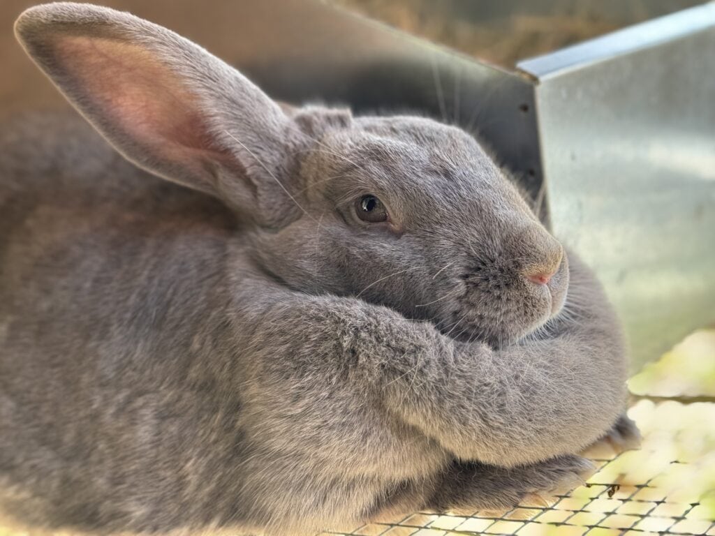 Tamuk Composite Rabbits