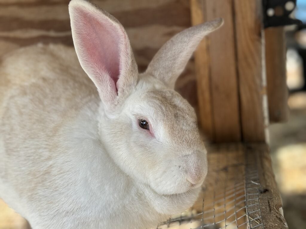 Tamuk Composite Rabbits