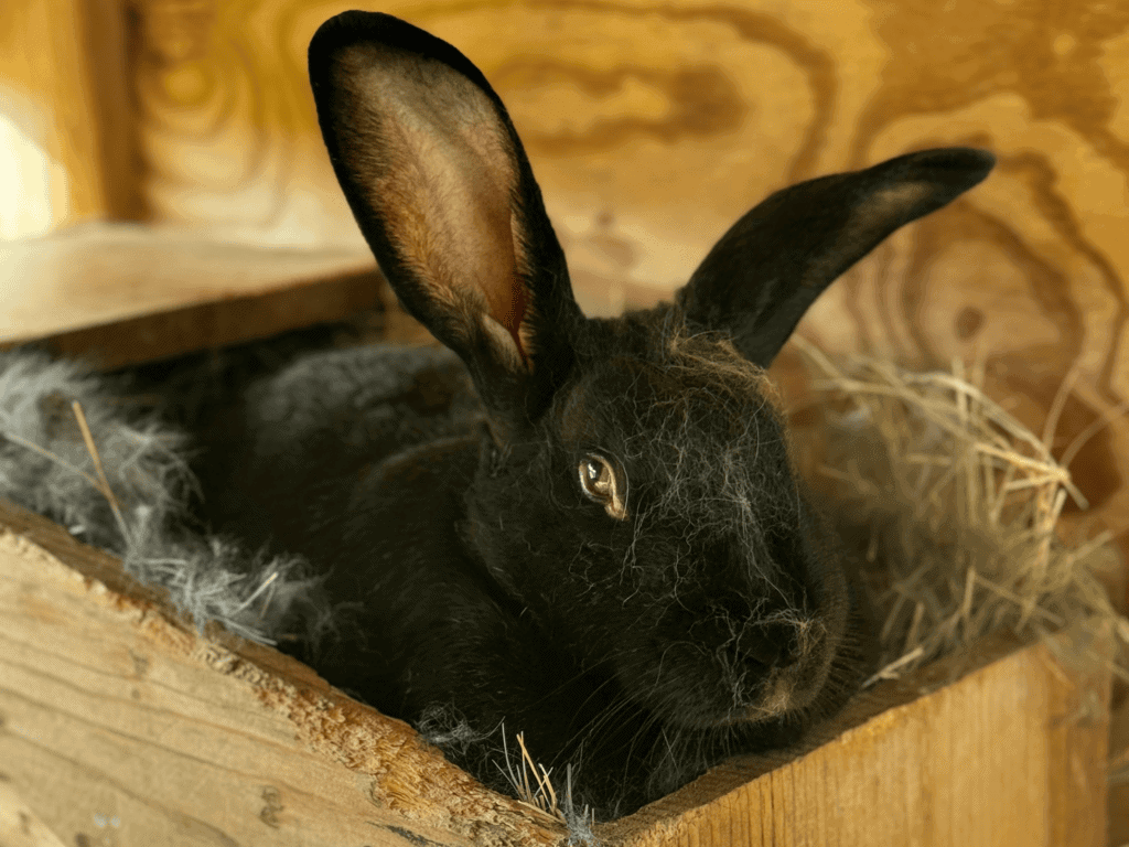 Tamuk Composite Rabbits