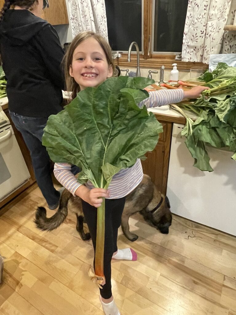 rhubarb leaves