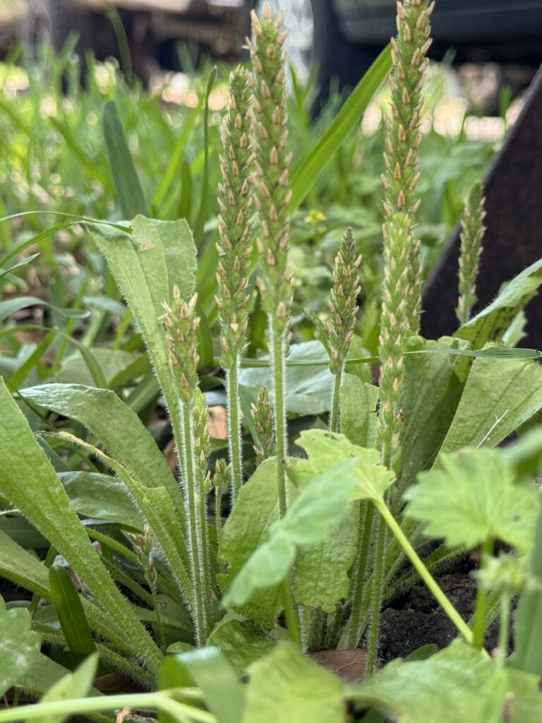 Plantain-Infused Oil