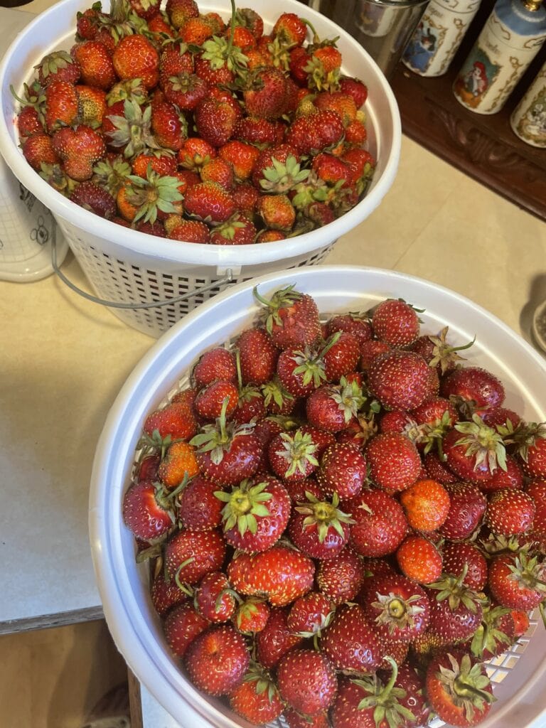 strawberry pie filling, strawberries