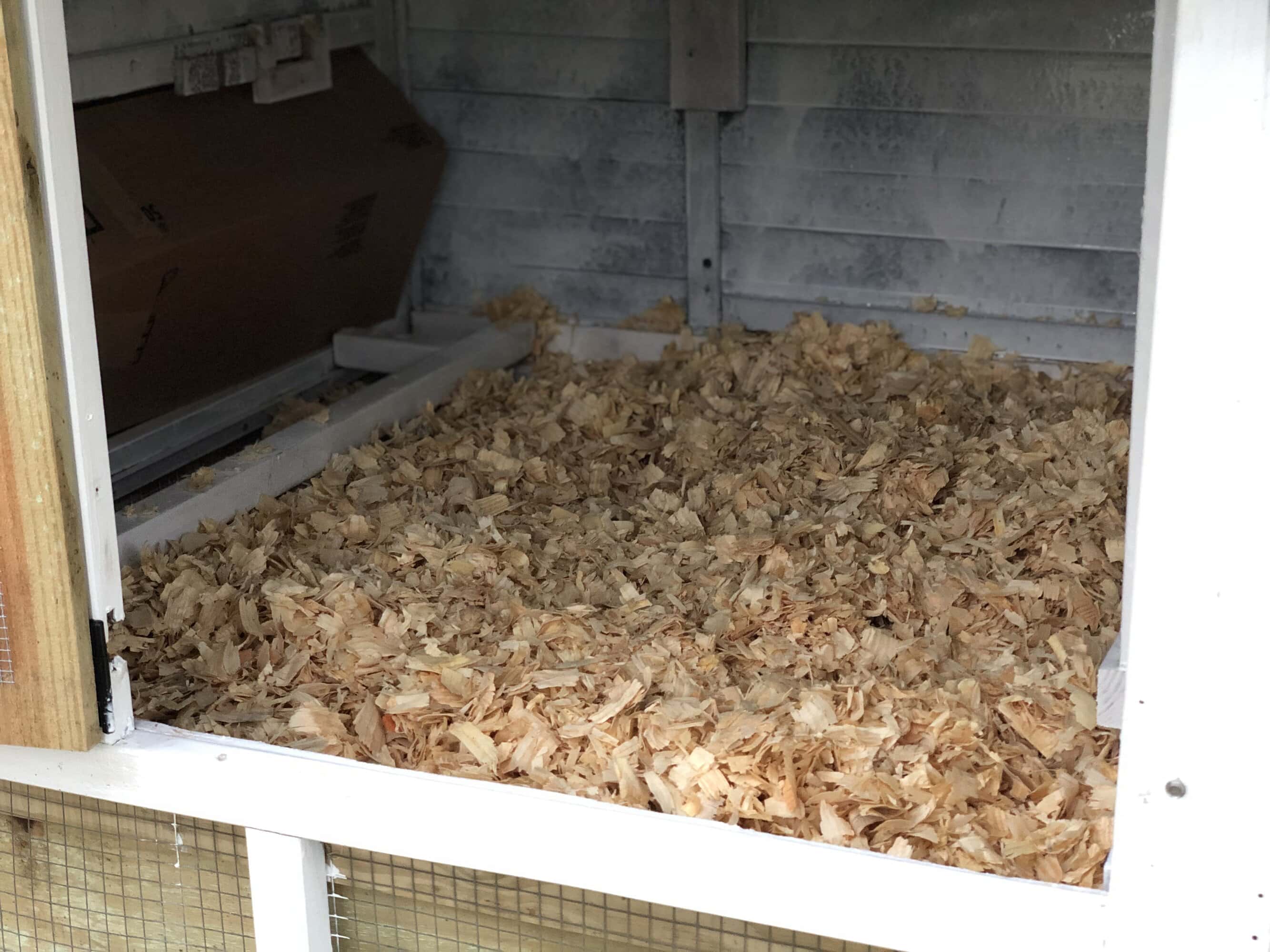 secrets to raising chickens