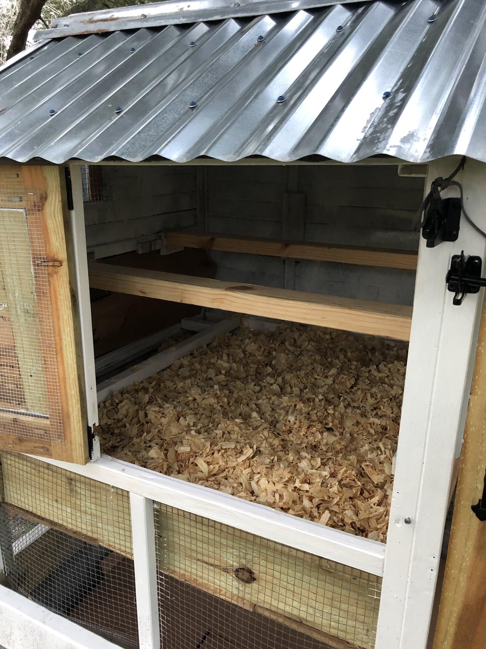 secrets to raising chickens