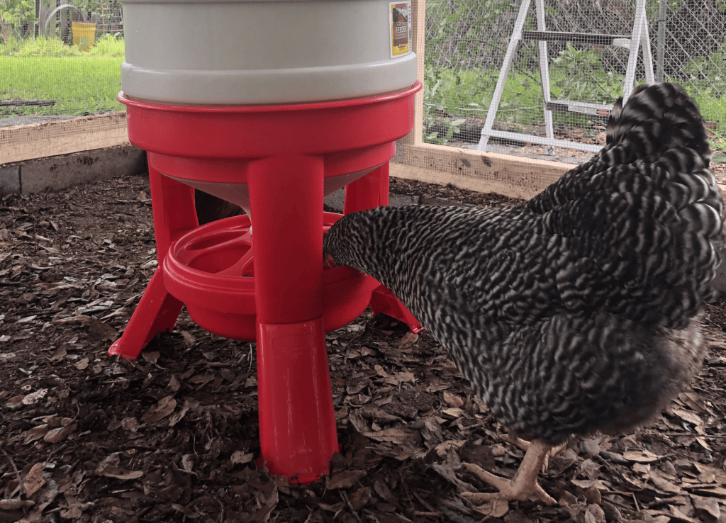 secrets to raising chickens