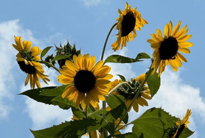 Plantain Salve Recipe