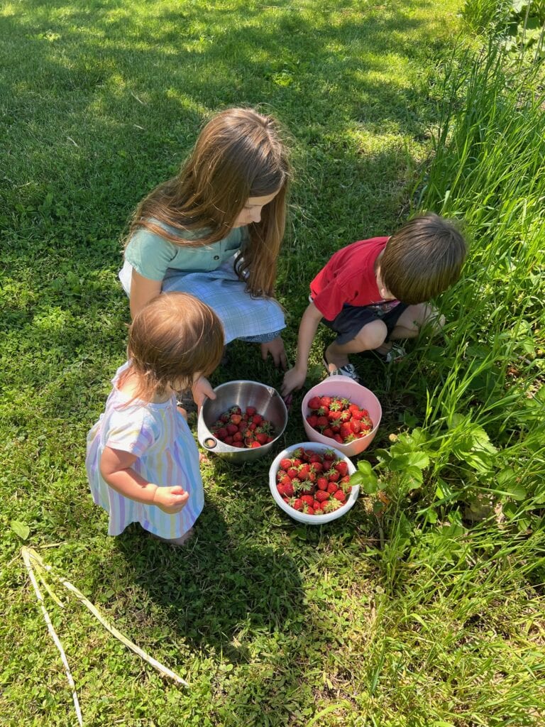 picking strawberries