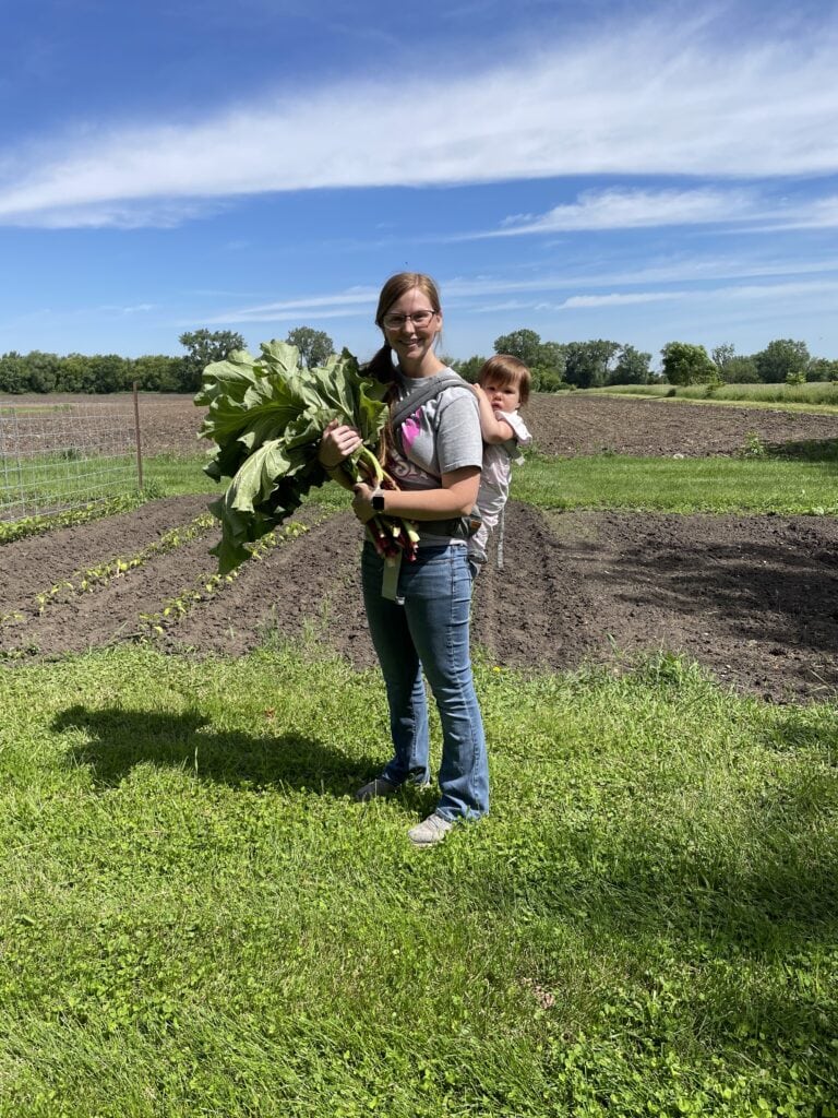 picking rhubarb