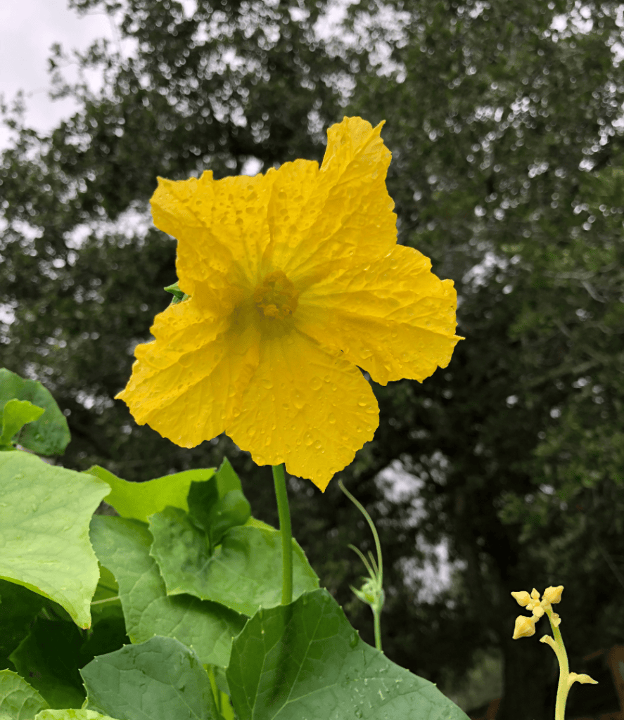 Grow Loofah with beautiful flowers