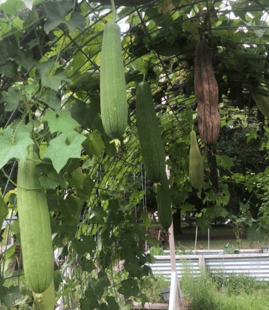 Grow Loofah on trellis